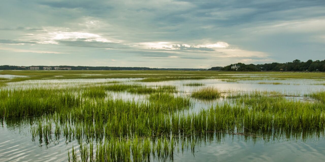 Sustainability Champions Client Spotlight: Society of Wetland Scientists