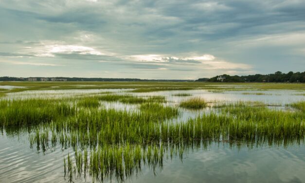 Sustainability Champions Client Spotlight: Society of Wetland Scientists